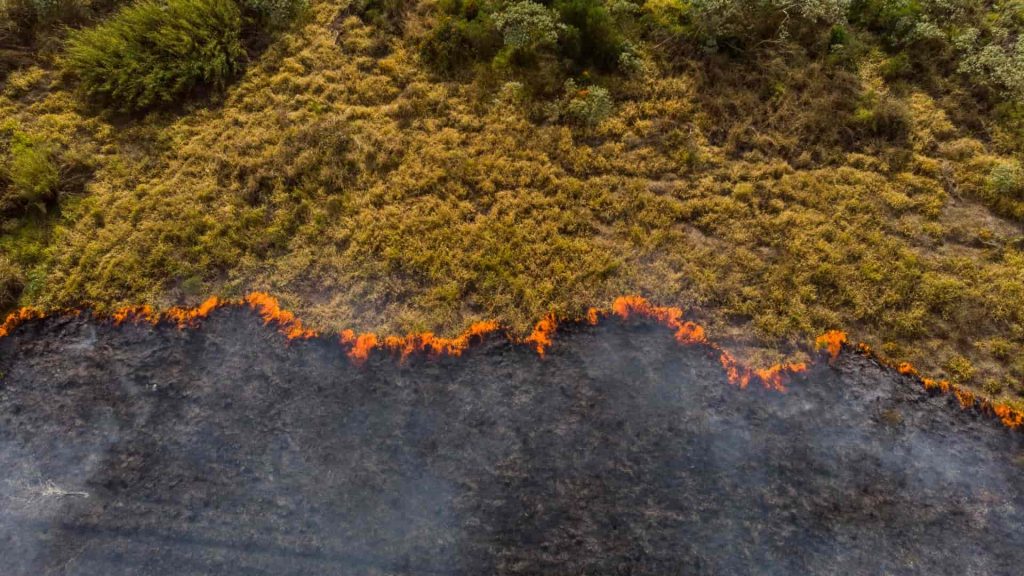 Climate Change and biodiversity loss